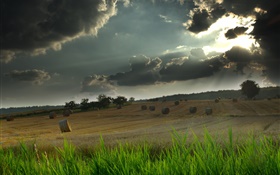 Field, hay, grass, cloudy sky, sun rays HD wallpaper