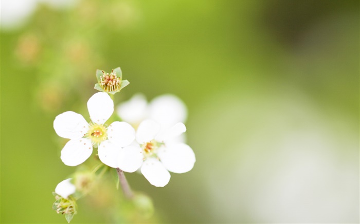 Five petals, white flowers, bokeh Wallpapers Pictures Photos Images