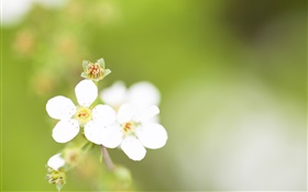 Five petals, white flowers, bokeh HD wallpaper