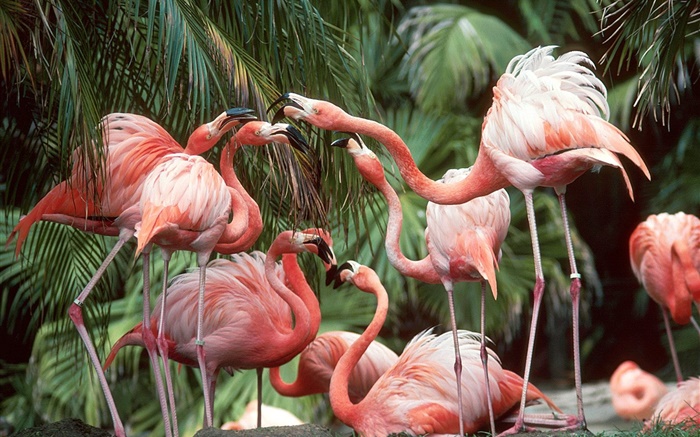 Flamingo close-up, birds Wallpapers Pictures Photos Images