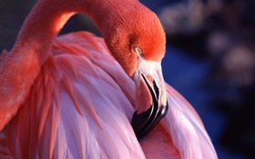 Flamingo head and feathers close-up HD wallpaper