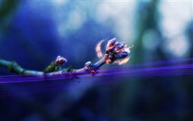 Flower buds, ladybug, magic, creative pictures HD wallpaper