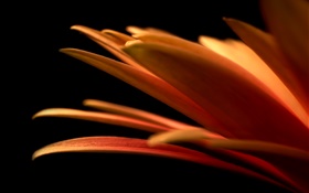 Flower petals close-up, black background HD wallpaper