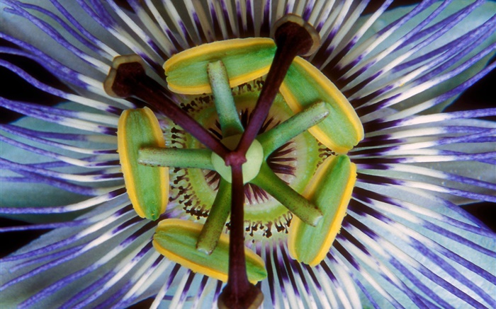 Flower pistil macro photography Wallpapers Pictures Photos Images