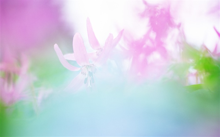 Flowers blur photography Wallpapers Pictures Photos Images