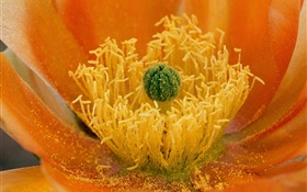 Flowers close-up, pistil HD wallpaper