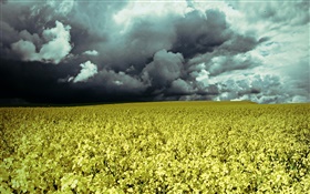 Flowers field, dusk, clouds HD wallpaper