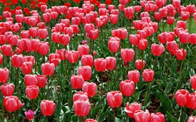 Flowers field, red tulips HD wallpaper