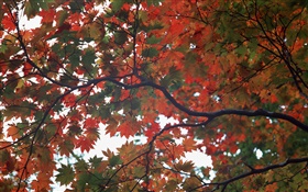 Forest, autumn, tree, maple leaves HD wallpaper