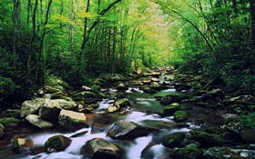 Forest, creek, stones, trees HD wallpaper