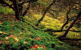 Forest, grass, trees, moss HD wallpaper