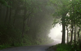 Forest, road, trees, fog, morning HD wallpaper