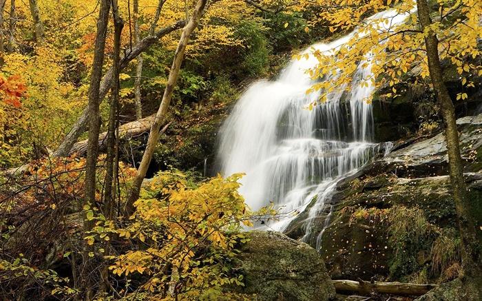 Forest, trees, autumn, rocks, waterfall Wallpapers Pictures Photos Images