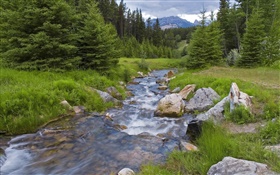 Forest, trees, grass, mountains, creek HD wallpaper
