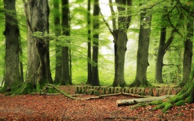 Forest, trees, green, Desktopography design HD wallpaper