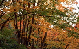 Forest, trees in autumn, yellow leaves HD wallpaper