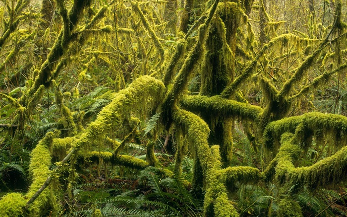 Forest, trees, moss Wallpapers Pictures Photos Images