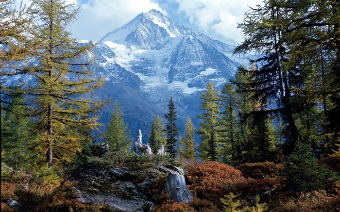 Forest, trees, mountain, snow Wallpapers Pictures Photos Images