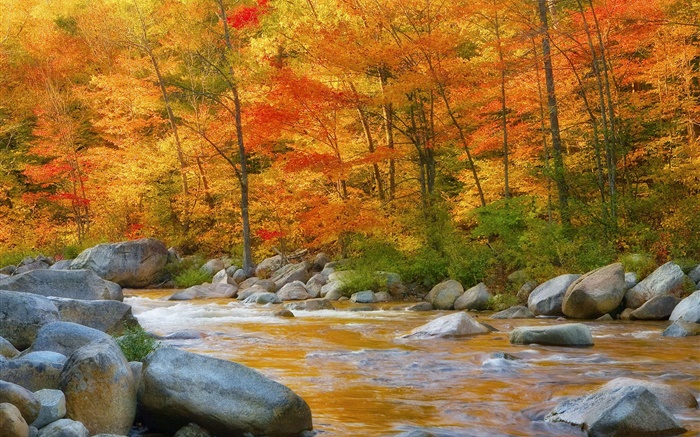 Forest, trees, red leaves, river, stones, autumn Wallpapers Pictures Photos Images