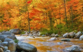 Forest, trees, red leaves, river, stones, autumn HD wallpaper