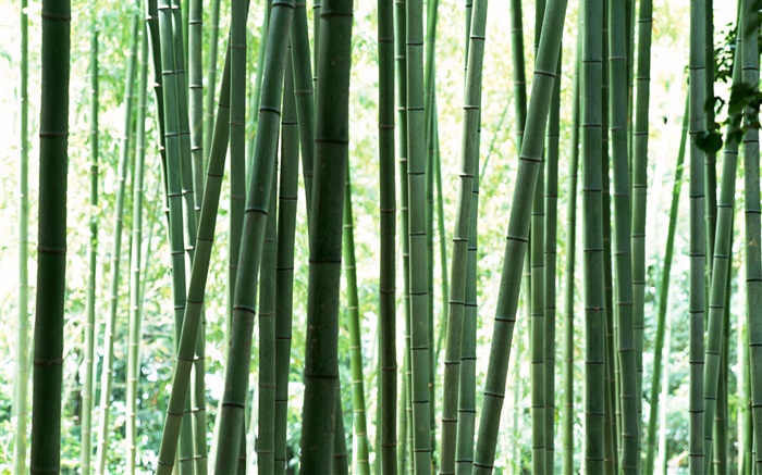 Fresh green bamboo forest Wallpapers Pictures Photos Images