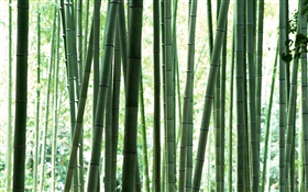 Fresh green bamboo forest HD wallpaper