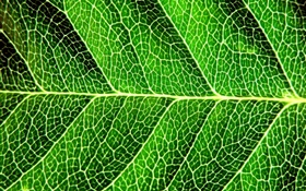 Fresh green leaf, macro photography, lines HD wallpaper