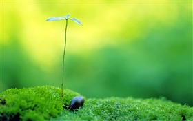 Fresh green, plants growth HD wallpaper