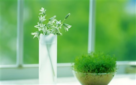 Glass cup, plants, green, window, spring HD wallpaper