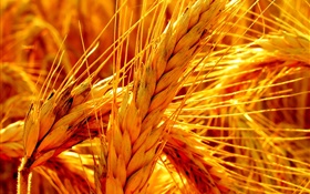 Gold wheat close-up HD wallpaper