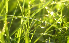 Grass after the rain, water drops, sunshine HD wallpaper