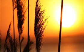 Grass at sunset, red sky HD wallpaper