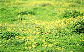 Grass, lawn, yellow wildflowers HD wallpaper