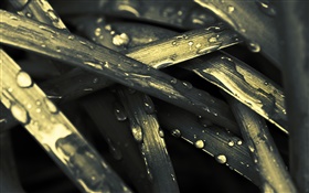 Grass leaves, dew HD wallpaper