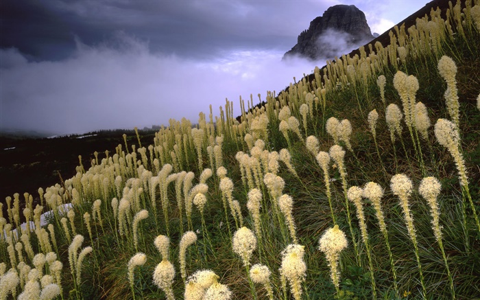Grass, mountains, slope, fog, dawn Wallpapers Pictures Photos Images