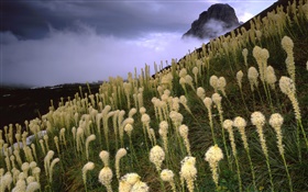 Grass, mountains, slope, fog, dawn HD wallpaper