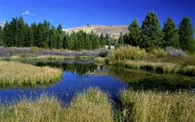 Grass, trees, pond, nature scenery HD wallpaper