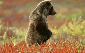 Gray bear standing HD wallpaper