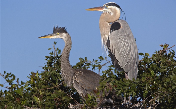 Gray feathers birds in tree Wallpapers Pictures Photos Images