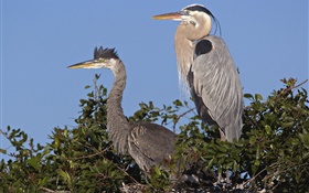 Gray feathers birds in tree HD wallpaper