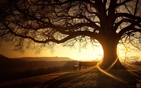Great tree, bench, sunset, light rays, creative pictures HD wallpaper