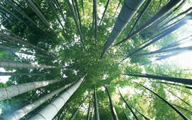 Green bamboo, top view, glare HD wallpaper