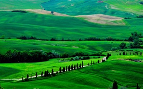 Green field, Tuscany, Italy, trees, road HD wallpaper