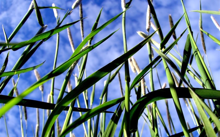 Green grass, blue sky Wallpapers Pictures Photos Images