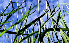 Green grass, blue sky HD wallpaper