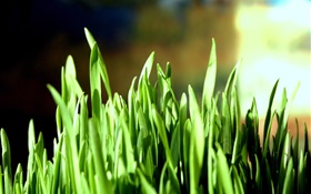 Green grass close-up, bokeh HD wallpaper