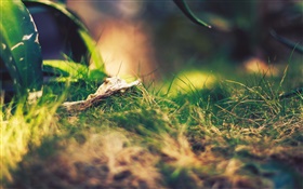Green grass, summer, sun HD wallpaper