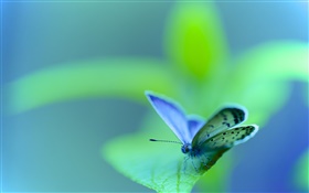 Green leaf, butterfly, moth, insect, bokeh