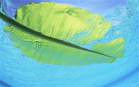 Green leaf float on the sea water, Maldives HD wallpaper
