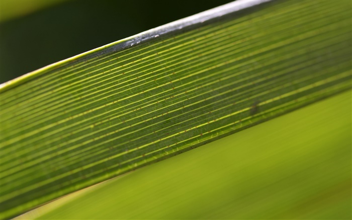 Green leaf macro photography Wallpapers Pictures Photos Images